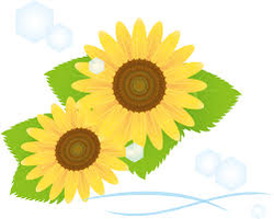 sunflower-055.png